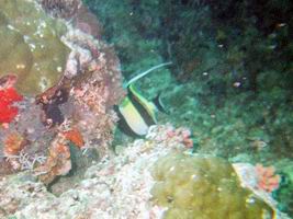 Halfter-Fisch