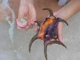 Nat&uuml;rlich haben wir die Muscheln nach dem Fotografieren wieder zur&uuml;ck ins Wasser gesetzt!!