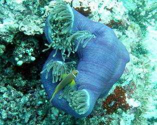Anemone und Anemonenfisch
