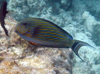 Blaustreifendoktorfisch