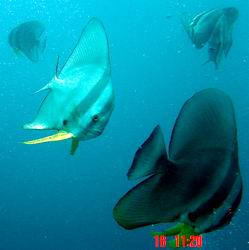 Fledermausfische