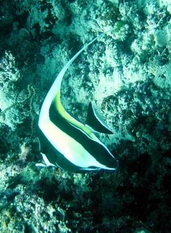 Halfterfisch