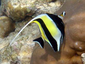 Halfterfisch