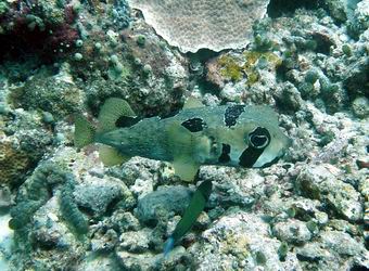 Masken-Igelfisch