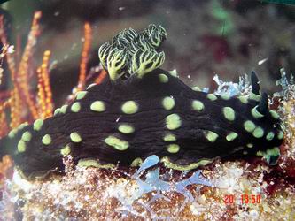 Nacktschnecke
