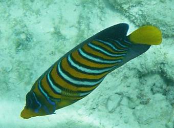Pfauenkaiserfisch