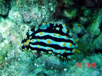 Phyllidia - eine Nacktschnecke!