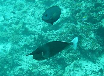Sch&auml;rpen-Nasendoktorfisch