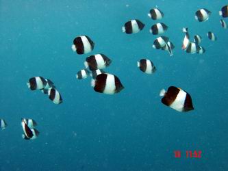 Anemonenfische